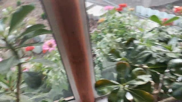 Цветение моих домашних цветов🌺 адениумы, суккуленты смотреть онлайн