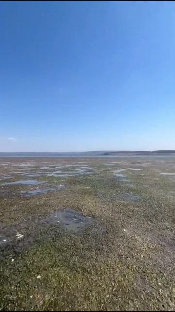 Начинаем гастротур на Сахалине, ловим и едим устриц, 350 смотреть онлайн