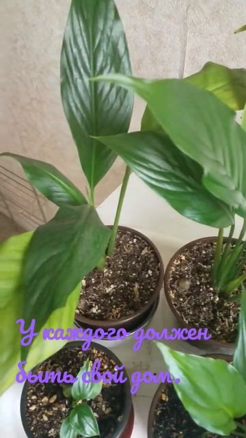 Спатифиллум и детки. 🍀🌿🌿🌿 смотреть онлайн