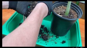 Какой объем горшка нужно брать  при укоренении листьев замиокулькаса?