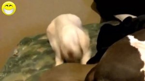 Собаки ругаются, как мило!