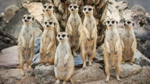 Мафия, Политика, Власть, Общество и Феминизм в Мире Животных