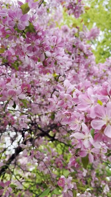 Цветы в парках Москвы: не только сакура бывает красивой смотреть онлайн