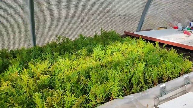 Черенкование туй весной. Часть 2 .Посадили весь Смараг? смотреть онлайн