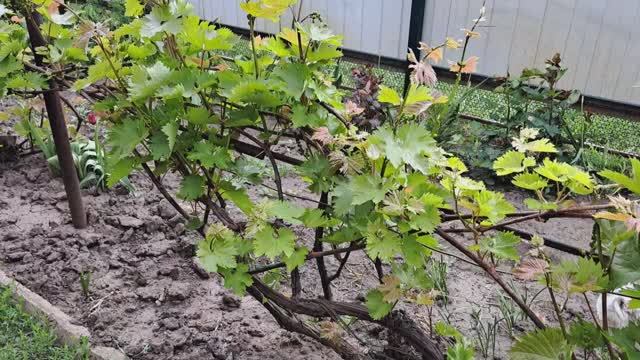 Май.Сад.Огород .Виноград. Рассада томатов. Обработки. 10. 05. 2025 г. смотреть онлайн