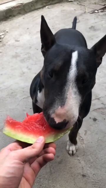 БАНДИТ ест арбуз 🥷🏽 #собака #животные смотреть онлайн