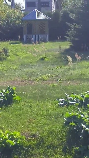 красавица берёза...surprise #shorts смотреть онлайн