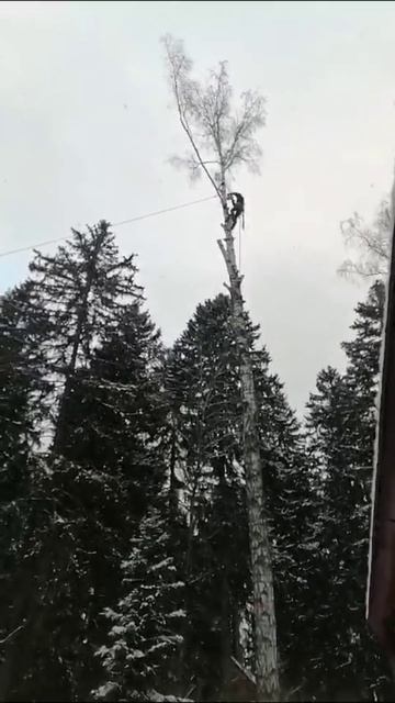 УДАЛЕНИЕ НАКЛОННОЙ БЕРЁЗЫ НАД ДОМОМ И ДРОВНИКОМ #treesurge смотреть онлайн