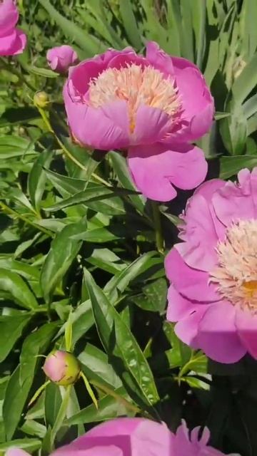 Я подарю тебе пионы смотреть онлайн