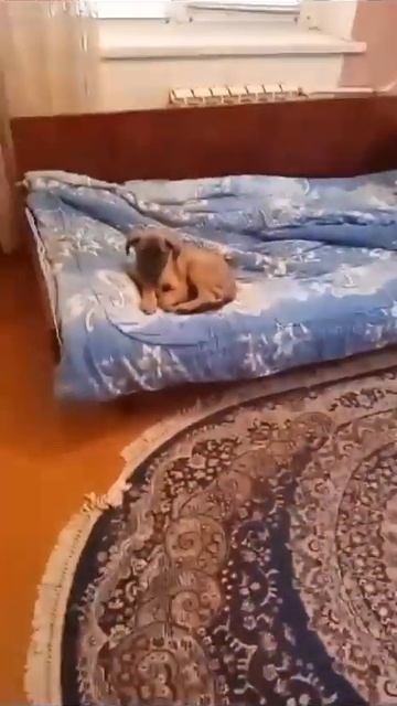 Новости про щеночка с кровотечением. Малышу нужен дом смотреть онлайн