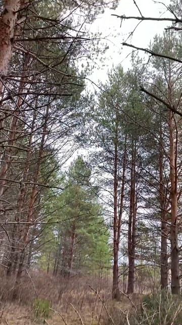 Матушка ЗЕМЛЯ🔥 смотреть онлайн