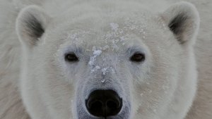 О Редких Животных Мира: Белый медведь | Аудиокнига