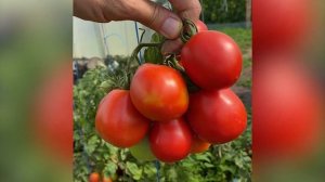 НОВЫЙ СУПЕР-ПОМИДОР АЛИНКА !