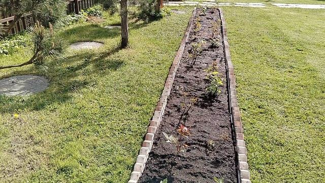 Ограничила розарий кирпичиками. Май 2025 смотреть онлайн