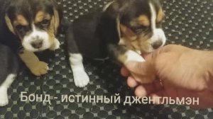 Бигль щенки д.р. 12.04.2025