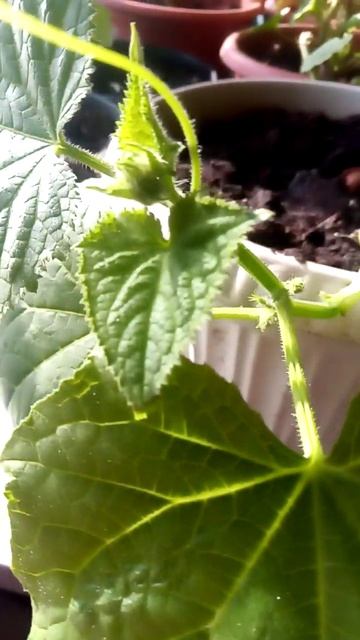 Семена продам огурцы сорт "Нурмухаммед"! Вкусные, аром? смотреть онлайн