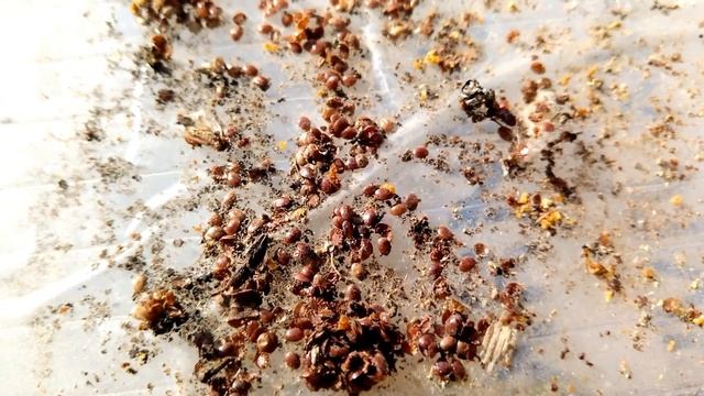 Клещ варроа заел пчелосемью. Просматриваю сетчатое дно улья ППУ. #пчеловодонлайн #pchelovodonline смотреть онлайн