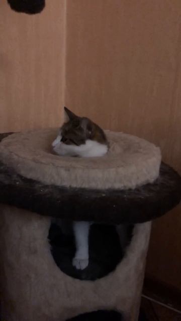 Кошка ❤️БЕРЁЗА❤️ #спасениебездомныхживотных смотреть онлайн