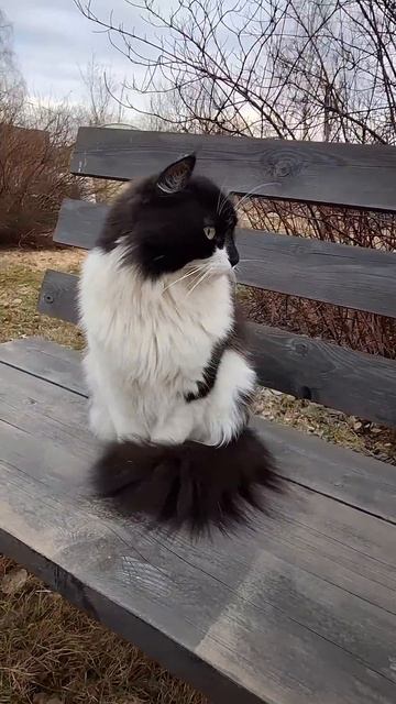 Коту Кузи есть что обсудить #домашниеживотные #cat #кот