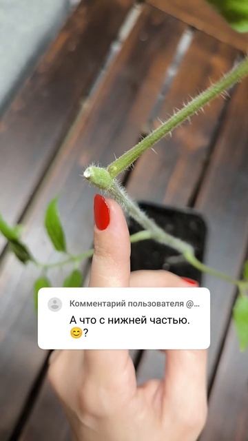 Нижняя часть вытянутой рассады томатов🤗 смотреть онлайн