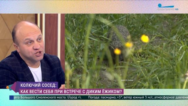 Почему ежей занесли в Красную книгу? смотреть онлайн