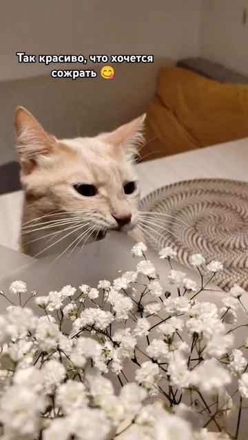 Зачем мы покупаем корм? Есть же пакет 😅 #reels #kitten #котик смотреть онлайн