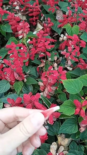 кто ел эти цветы#какого года рождения#shorts смотреть онлайн