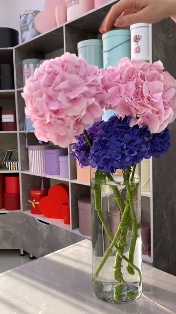 💘🩵#цветы #flower #гортензии #уходзацветами смотреть онлайн