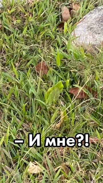 Привезла растения из Тайланда в кармане 😂 до/после #к? смотреть онлайн