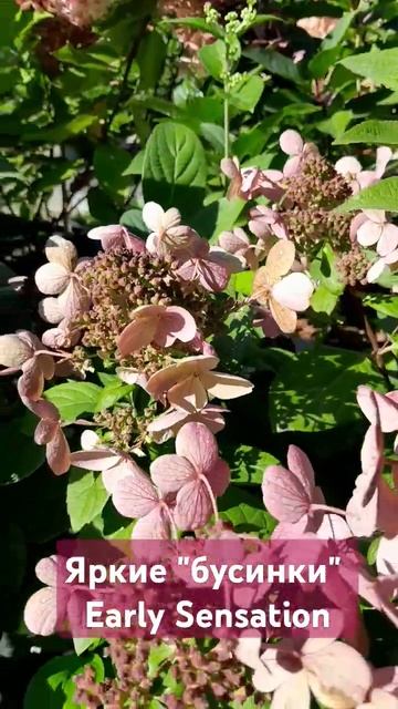 Эрли Сенсейшн #гортензииметельчатые #гортензии #сажен смотреть онлайн
