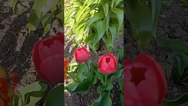 Обзор растений на 1 мая : тюльпаны, нарциссы, рябчик имп смотреть онлайн