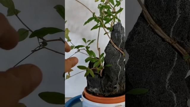 Гранат на черной скале. #обрезка #bonsai #бонсай