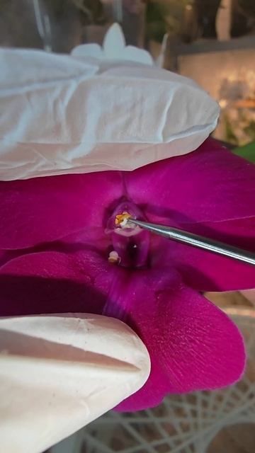 Опыление орхидеи денрофаленопсис #орхидея #цветы #orchid
