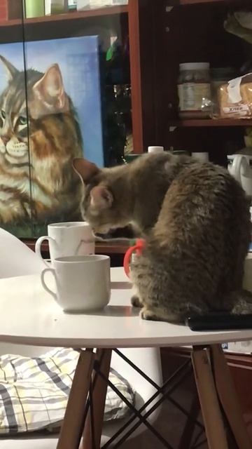 Пиксибоб пьёт чай из своей лапы-варежки #видео #прикол #пиксихаус #кошки смотреть онлайн