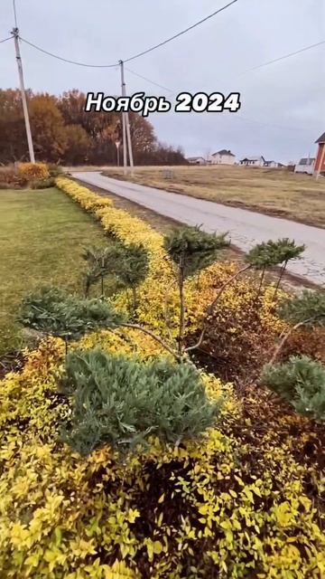НИВАКИ ИЗ МОЖЖЕВЕЛЬНИКА СПУСТЯ ГОД. ДО и ПОСЛЕ смотреть онлайн