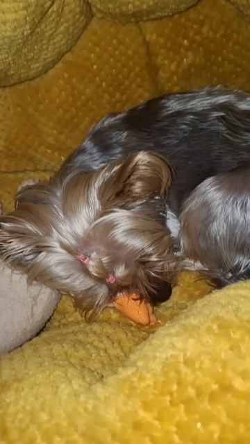 #dog #yorkshire 🐾🐾 Мальва🌺 солоденьких снів 🌙 смотреть онлайн