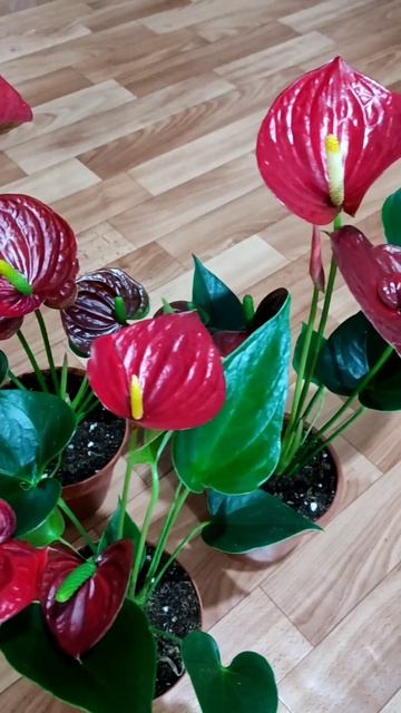 Антуриум Red 😍 смотреть онлайн