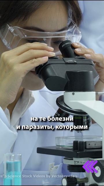 Почему собакам нельзя давать сырое мясо? #shorts смотреть онлайн