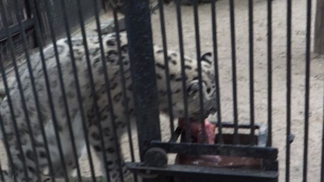 Леопард ест в Новосибирском зоопарке