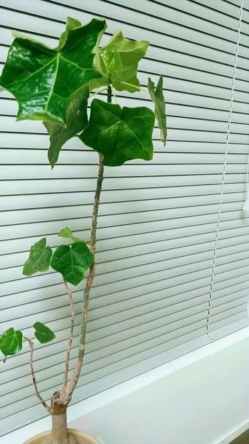 красивый БОНСАЙ (брахихитон)👍brachychiton bonsai 👍 בונסאי עץ