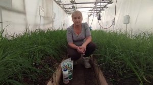 Кормилица микориза и минеральные удобрения. Как испол