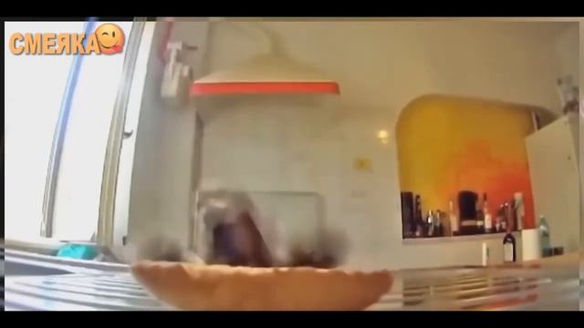 Смеяка #24 смотреть онлайн