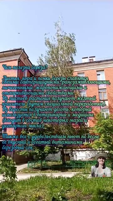 Чем полезна берёза? смотреть онлайн