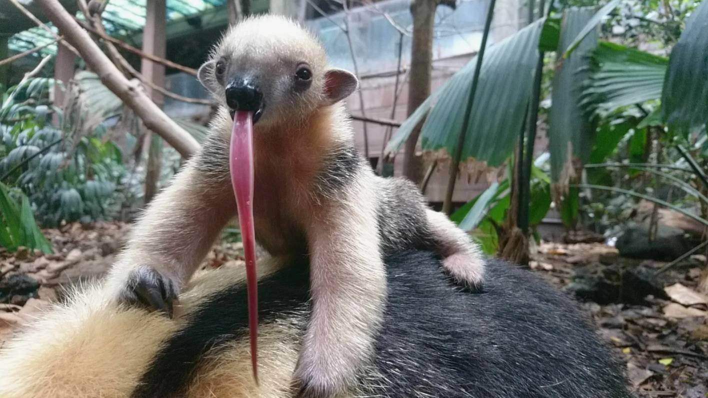 Самые Длинные языки у Животных Планеты смотреть онлайн