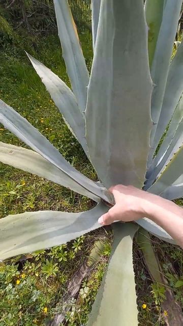 Звук алоэ вера / aloe vera sound смотреть онлайн