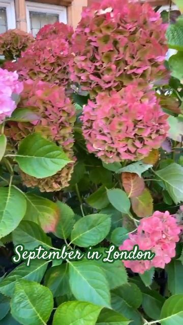 #hydrangea#гортензия#garden#гортензія#сад#flowers#park#jardin #shorts#アジ?