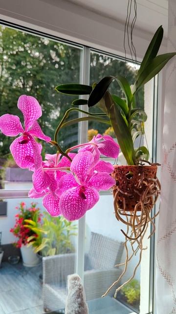 Комнатные цветы 🌸🌺. 4 .10.24. год.