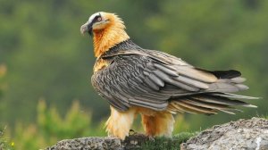 О Редких Животных Мира: Бородач или Орел-ягнятник | Аудиокнига