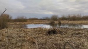 Охота на гуся!!! И селезня - Весна 2025 Беларусь.