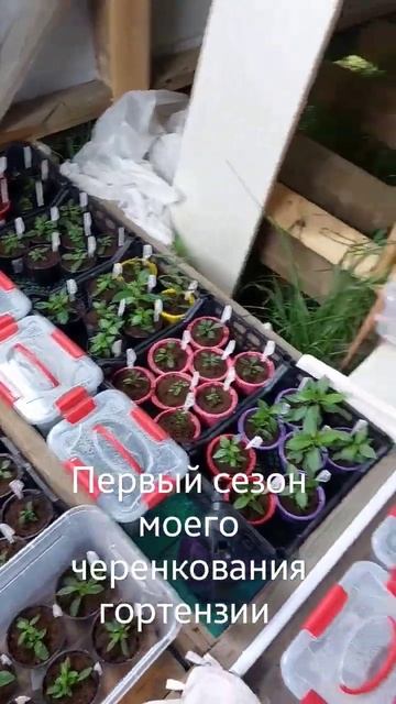 Черенки метельчатой гортензии на 2 июля 2023